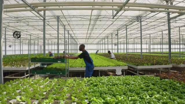 Vegetables pickers working hard growing organic food in hydroponic enviroment doing quality control and removing pests. Diverse people in greenhouse taking care of crops and pushing crates. Aerial