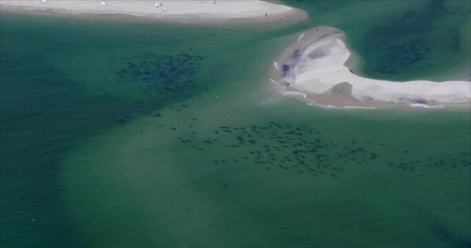 Aerial of harbor and gray seals hauled out on sandspit at Chatham, Cape Cod