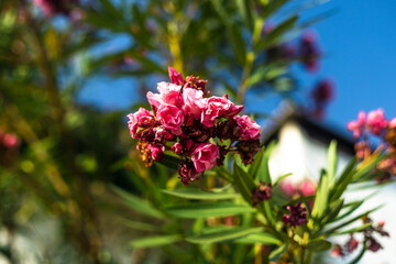 Planta de flores rosas y blancas en un jardín con hojas verdes y árboles en el fondo. Nerium...