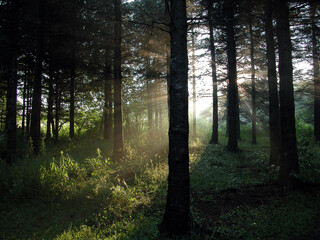 Fototapeta premium morning in the woods