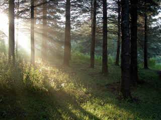 Fototapeta premium morning in the forest