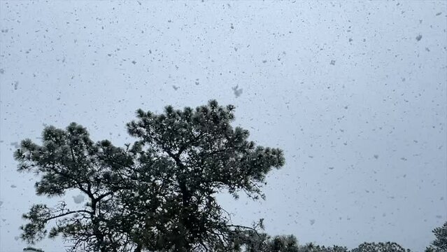 Large Snow Flakes Fall from the Sky During a Blizzard in New England at Chatham, Cape Cod