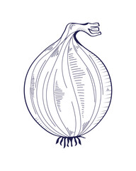 onion hand drawn food
