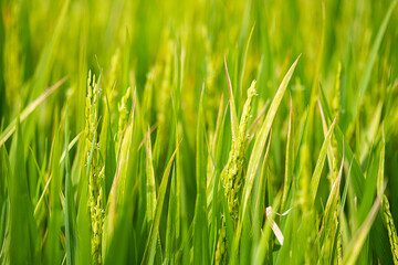 Obraz premium Ears of rice on rice plantation, close up. Agriculture industry background.