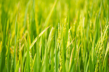 Ears of rice on rice plantation, close up. Agriculture industry background.