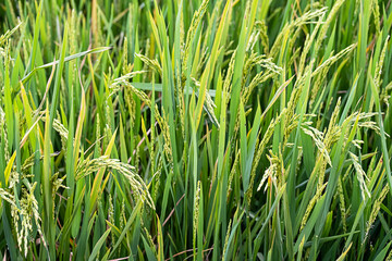 Ears of rice on rice plantation, close up. Agriculture industry background.