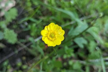 yellow California buttercup flower in Las Trampas Wilderness Regional Preserve, California