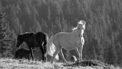 Obraz na płótnie Canvas Proud palomino wild horse stallion in the Rocky Mountains of the western United States - black and white