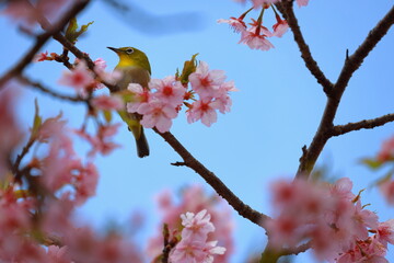 メジロと桜