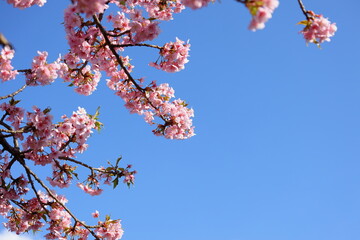 青空と桜