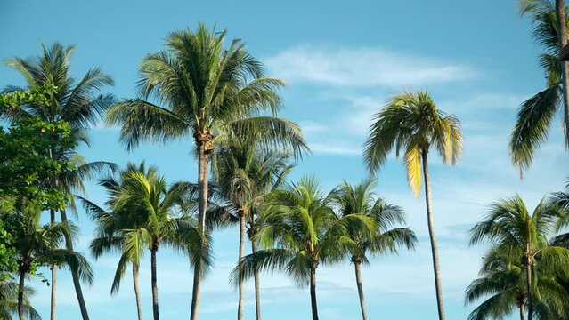 A lot of tall palm trees swaying in the wind against the blue sky. California Palm grove. The green foliage sways on the branches. Palm trees in a row. Slow Motion