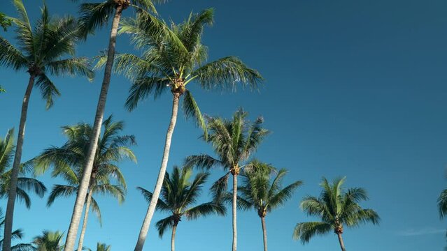 Row of Coconut Palm Trees Against Blue Sky With Birds Flying on Dead Calm Weather - looking up view