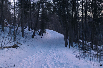 winter forest in the snow