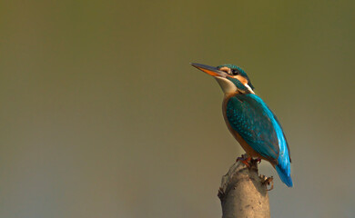 COMMON KINGFISHER IN A BEAUTIFUL GREEN BACKGROUND 