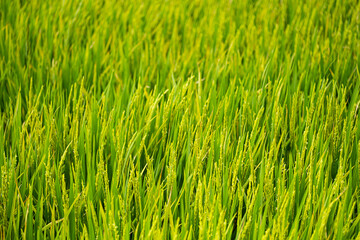 Rice plantation in sunlight. Farm field background.
