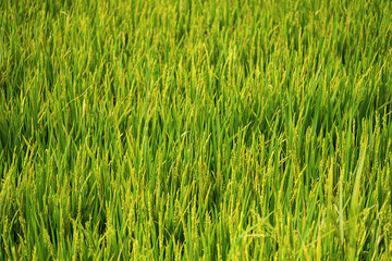 Rice plantation in sunlight. Farm field background.