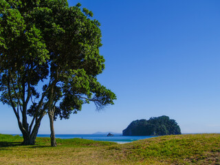 Pohutukawa tree on grassy lawn by ocean beach
