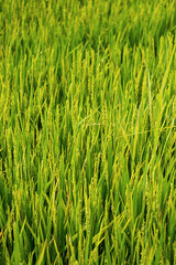 Rice plantation in sunlight. Farm field background.