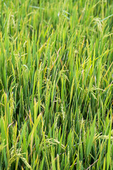 Rice plantation in sunlight. Farm field background.