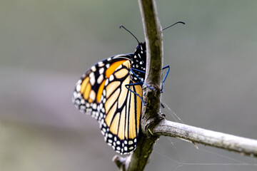 Fototapeta na wymiar Monarch or Wanderer Butterfly resting on branch