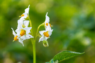 Potato sprouts on a farm bed. Flowering ripening potatoes. Potato plantations grow in the field. Farming, agriculture. New potatoes. Blooming potato field with flowers. 
