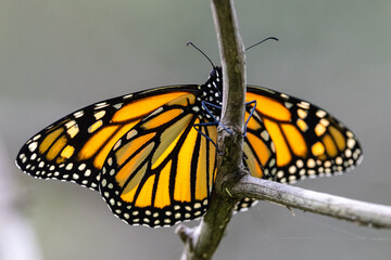 Monarch or Wanderer Butterfly resting on branch
