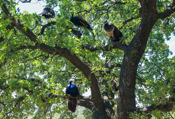 Sitting peacocks in the trees on Filerimos mountains.