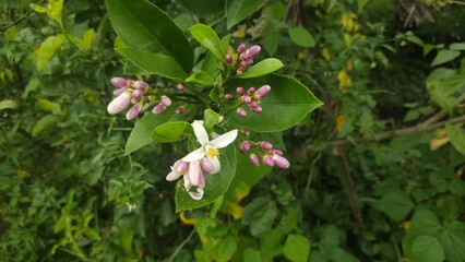 Citrus limon or Citrus medica flowers that are already in bloom