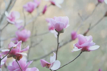 Foto op Canvas purple magnolia © Atsuya suzuki