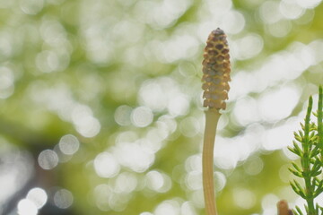 horsetail in spring