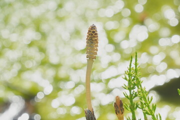 Fototapeta premium horsetail in spring