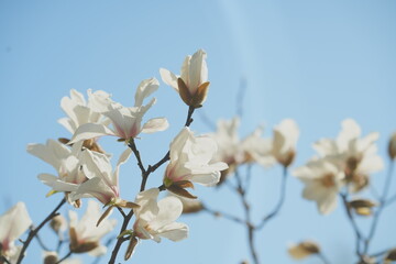 Magnolia blooms in spring