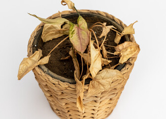 Arrowhead plant plant with dry leaves in a pot on isolated white background