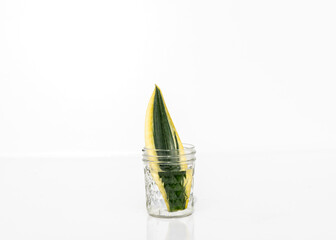 Snake plant black gold propagating in water from leaf cutting