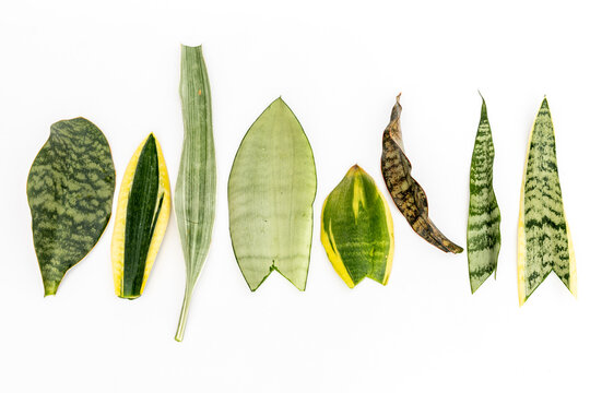 Mix varieties Snake plant leaves isolated on white background