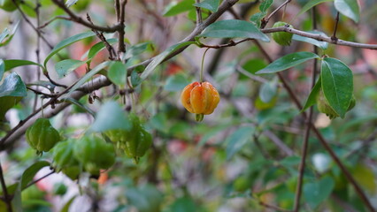 The pitanga tree, scientifically known as Eugenia uniflora, is a tropical and subtropical evergreen tree or shrub that is native to South America, particularly Brazil. 