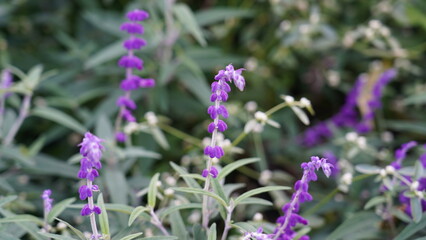 Obraz premium Mexican Bush Sage|Salvia leucantha|Lamiaceae|墨西哥鼠尾草