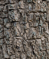 The bark surface is rough brown.