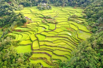 Bird's eye drone shot over the rice terraces of Banaue in the Philippines, surrounded by trees and bushes.