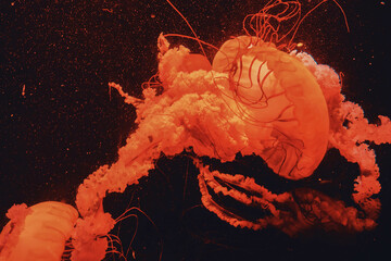 jelly fish in the aquarium