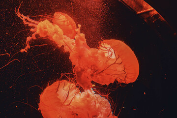 jellyfish in the sea