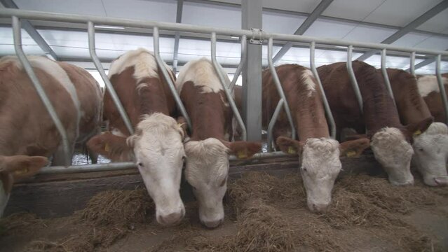 This stock video shows a dairy farm for breeding Simmental cows. This video will decorate your projects related to the dairy industry, cow breeding, animal husbandry.