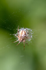 Baby Spider on a web