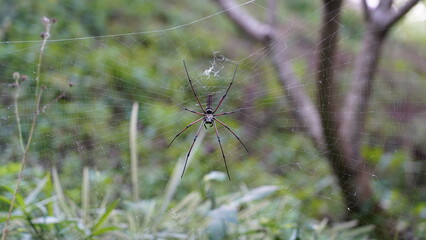 Nephila pilipes|Nephila kuhli |人面蜘蛛|斑絡新婦