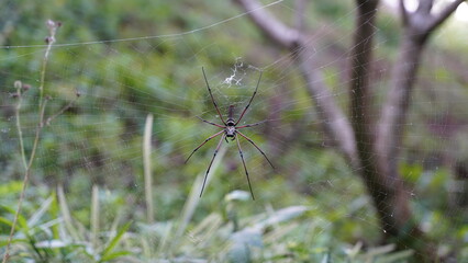 Nephila pilipes|Nephila kuhli |人面蜘蛛|斑絡新婦