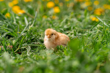 Tiny beige chick in green grass, yellow flowers in the background.