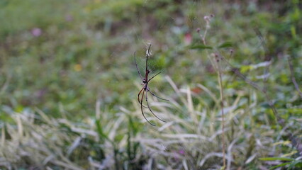 Nephila pilipes|Nephila kuhli |人面蜘蛛|斑絡新婦