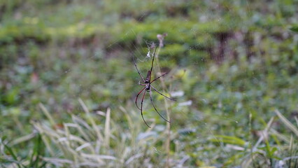 Nephila pilipes|Nephila kuhli |人面蜘蛛|斑絡新婦