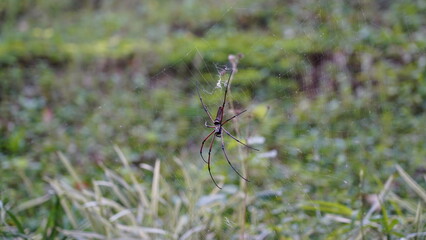 Nephila pilipes|Nephila kuhli |人面蜘蛛|斑絡新婦