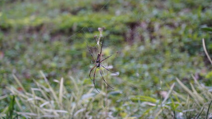 Nephila pilipes|Nephila kuhli |人面蜘蛛|斑絡新婦